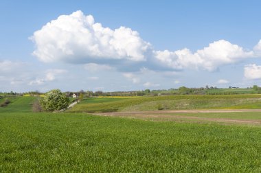 Kırsal manzara Doğu Polonya