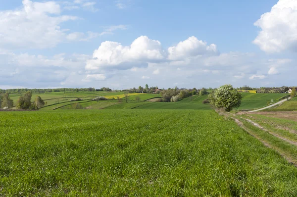 Rural Landscape Eastern Poland — Stock Photo, Image