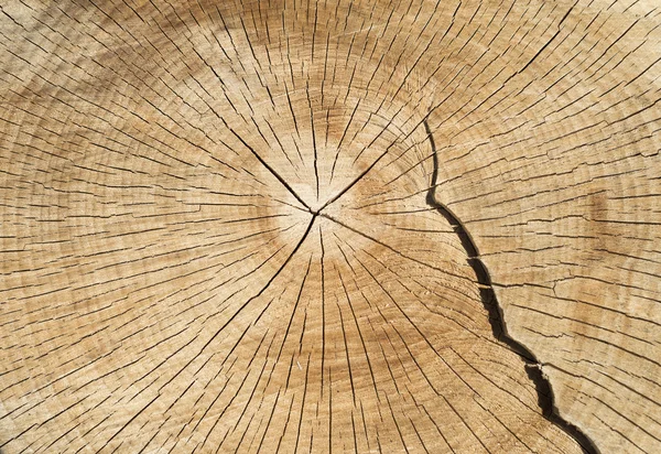 Cutted tree - Background — Stock Photo, Image