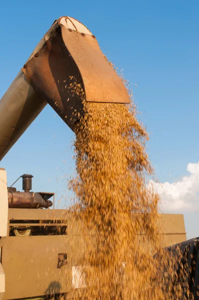 Harvest time — Stock Photo, Image