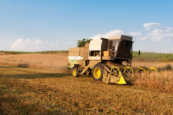 Harvest time — Stock Photo, Image