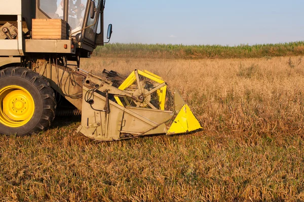 Harvest time — Stock Photo, Image