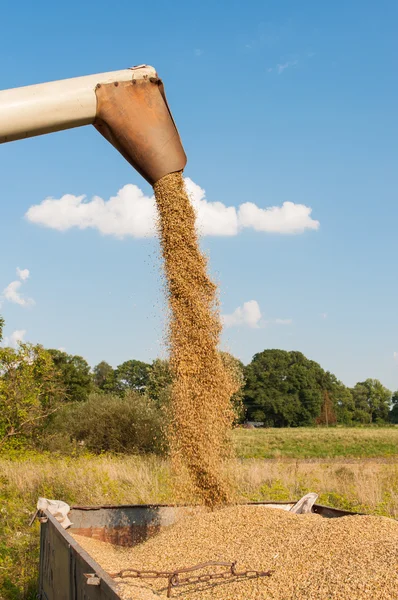 Harvest time — Stock Photo, Image