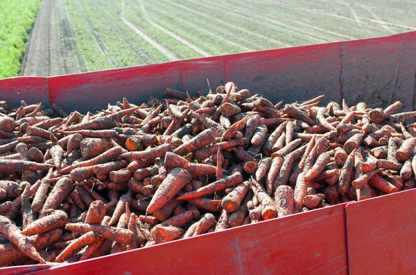 Carrot harvest — Stock Photo, Image