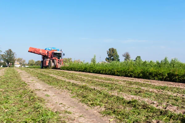 Carrot harvest — Stock Photo, Image