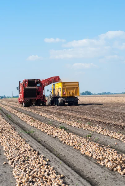 Onion field — Stock Photo, Image