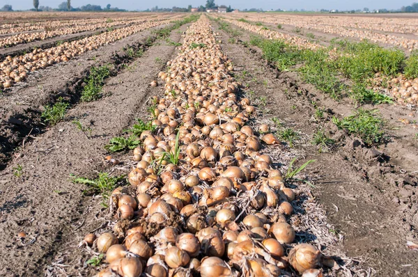 Onion field — Stock Photo, Image