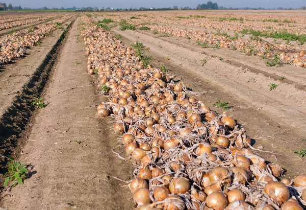 Onion field — Stock Photo, Image