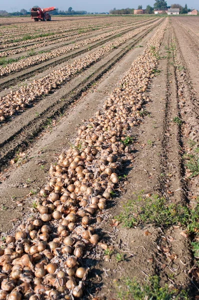 Onion field — Stock Photo, Image