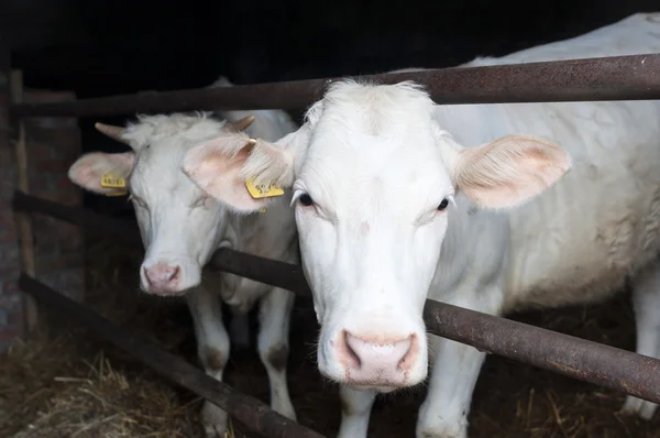 Vaca da raça charolais — Fotografia de Stock