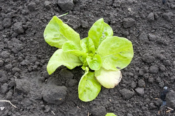 Răsaduri de salată verde — Fotografie, imagine de stoc