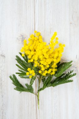 Mimoza Beyaz ahşap zemin üzerinde