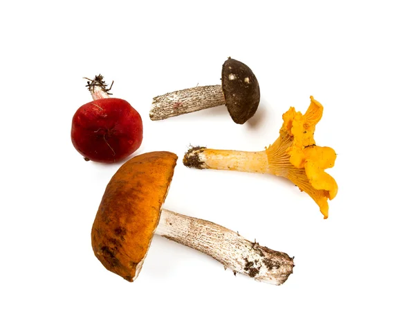 Paddestoelen geïsoleerd op wit — Stockfoto