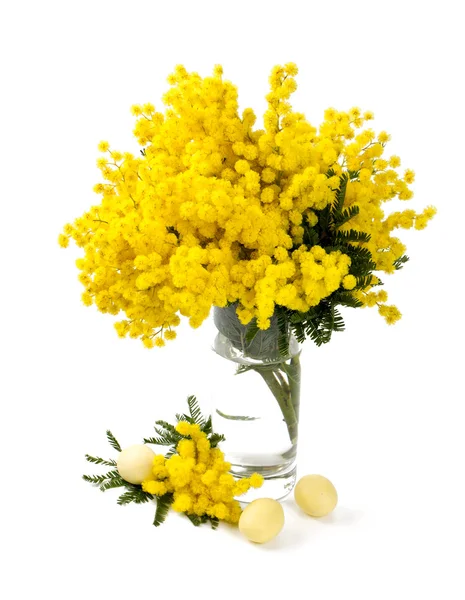 Mimosa in een glasvaas glas geïsoleerd op witte achtergrond — Stockfoto