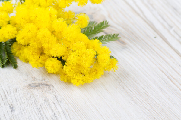 mimosa on white wooden background