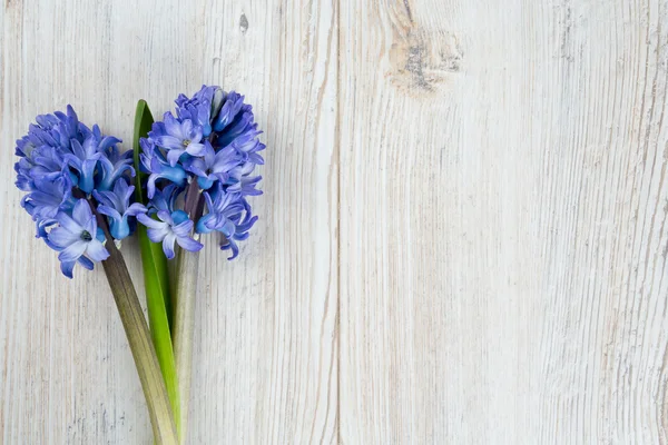 Blue hyacinth on wooden table and copy-space for your text — Stock Photo, Image