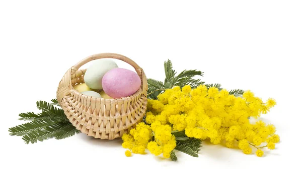 Marcipan easter eggs and mimosa flower — Stock Photo, Image