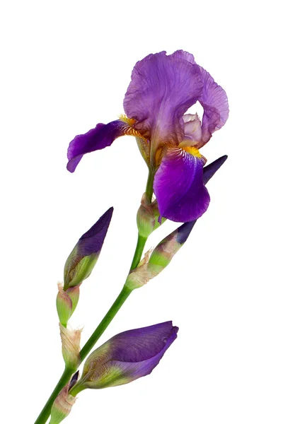 Violet iris flower — Stock Photo, Image