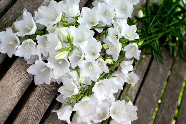 흰색 벨 꽃 — 스톡 사진