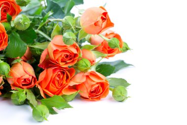 üzerine beyaz turuncu gül