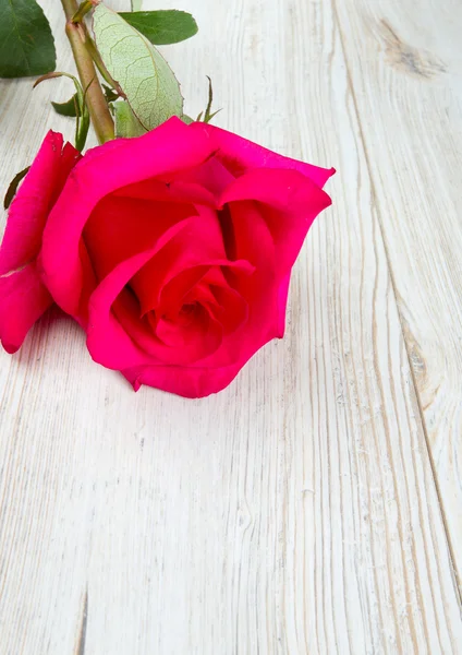 Belle rose sur surface en bois — Photo