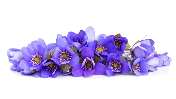 Flores de liverwort aisladas sobre fondo blanco — Foto de Stock