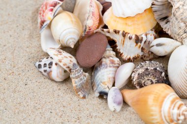 Deniz kabukları, metniniz için kum ve boş alanı