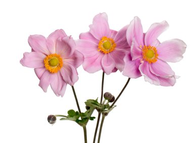 pembe şakayık çiçekleri