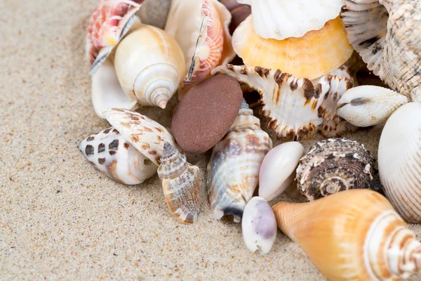 Conchas de mar sobre arena y espacio vacío para su texto —  Fotos de Stock