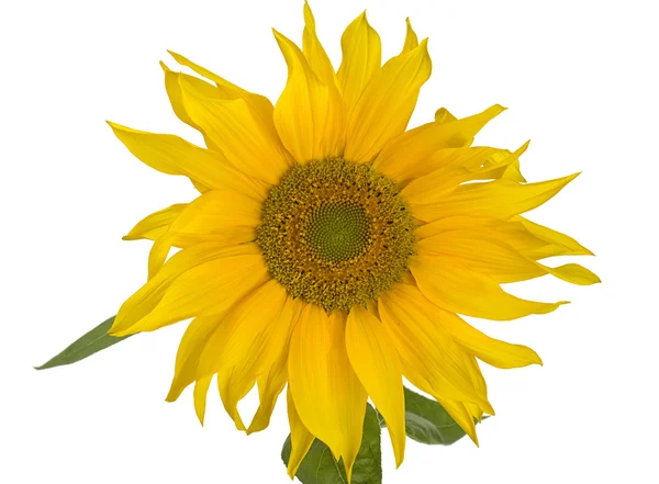 Sunflower isolated on white — Stock Photo, Image