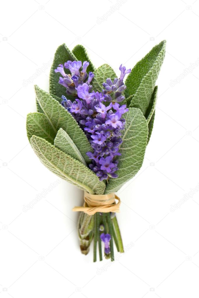 Lavender and sage isolated on white Stock Photo by ©dianazh 120402116