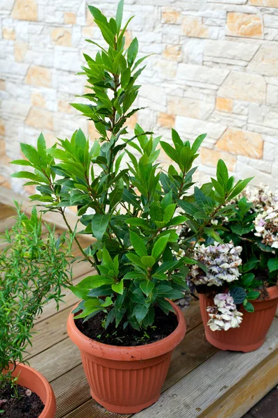 Bay leaf growing — Stock Photo, Image