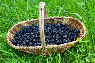 böğürtlen sepeti çimenlerin üzerinde