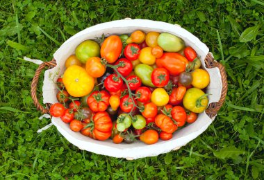 sepet içinde renkli domates