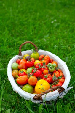 sepet içinde renkli domates