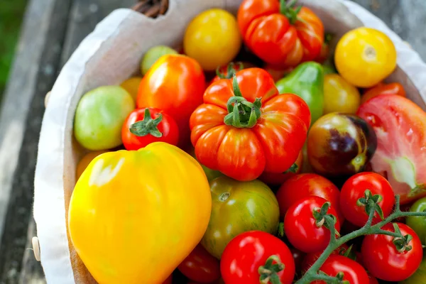 Kleurrijke tomaten in mand — Stockfoto