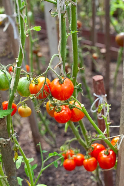 Cultivo de tomates ao ar livre jardim — Fotografia de Stock