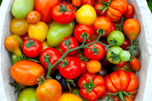 Bunte Tomaten im Korb — Stockfoto