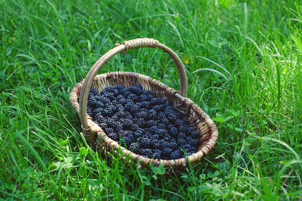 Blackberries in basket on grass — Stock Photo, Image