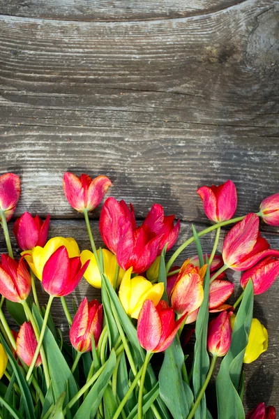 Colorful tulips on wooden surface — Stock Photo, Image