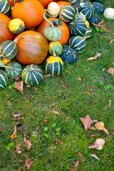 Calabazas de colores en la hierba —  Fotos de Stock