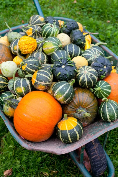 Carretilla llena de calabazas —  Fotos de Stock