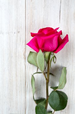 ahşap yüzey üzerinde güzel gül