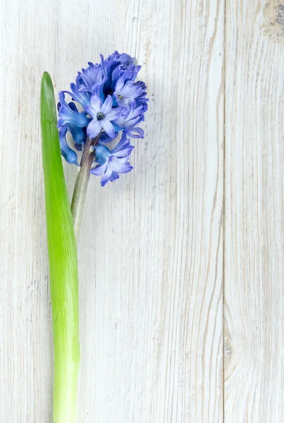 Blue hyacinth on wooden table and copy-space for your text — Stock Photo, Image