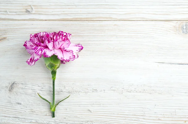 Mooie carnation bloemen op houten oppervlak — Stockfoto