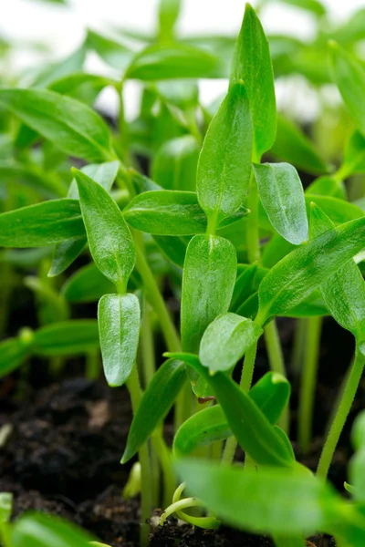 Paprika seedlings close up — Stock Photo, Image