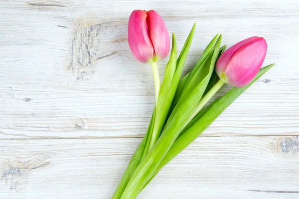 Two pink tulips on white wooden surface — Stock Photo, Image