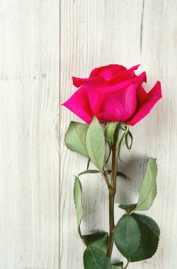 ahşap yüzey üzerinde güzel gül