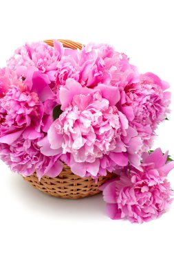 Beyaz arka plan üzerinde izole peonies sepeti