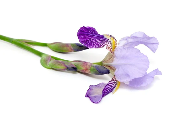 Flor de iris violeta — Foto de Stock